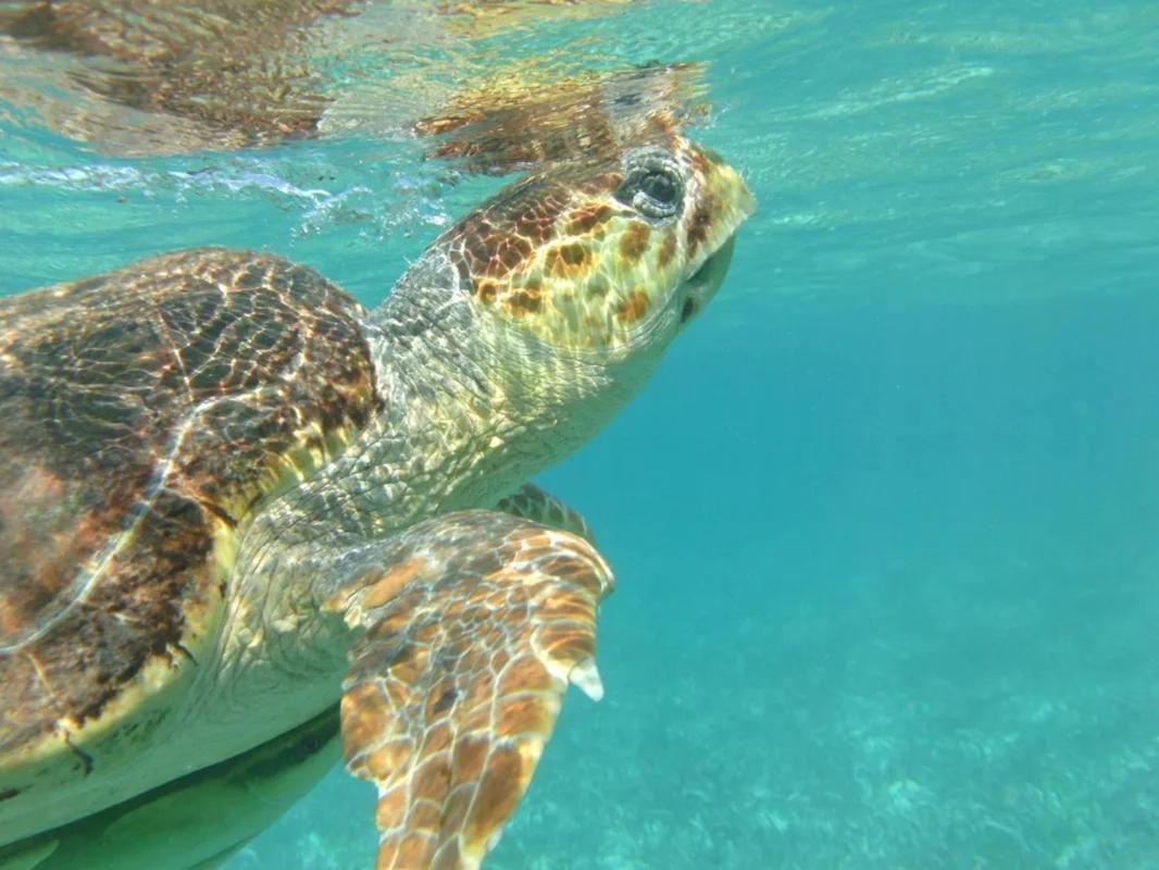 Tropical Paradise Express Caye Caulker Luaran gambar